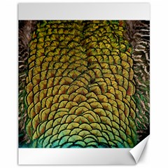 Peacock Bird Feather Color Canvas 11  X 14  by Wegoenart