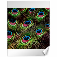 Peacock Feathers Feather Color Canvas 12  X 16  by Wegoenart