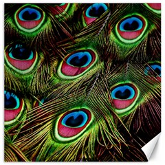 Peacock Feathers Feather Color Canvas 16  X 16  by Wegoenart