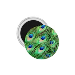 Peacock Feathers Peafowl 1 75  Magnets by Wegoenart