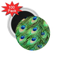 Peacock Feathers Peafowl 2 25  Magnets (100 Pack)  by Wegoenart