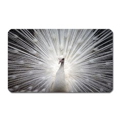 Peacock White Bird Nature Magnet (rectangular) by Wegoenart