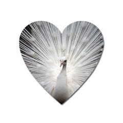 Peacock White Bird Nature Heart Magnet by Wegoenart