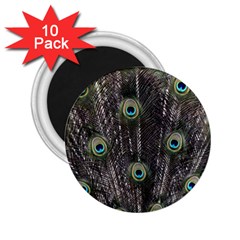 Background Peacock Feathers 2 25  Magnets (10 Pack)  by Wegoenart