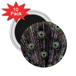 Background Peacock Feathers 2.25  Magnets (10 pack)  Front