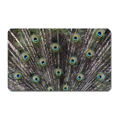 Background Peacock Feathers Magnet (rectangular) by Wegoenart