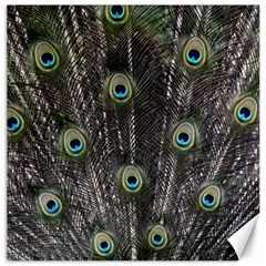 Background Peacock Feathers Canvas 12  X 12  by Wegoenart