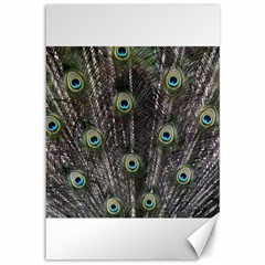 Background Peacock Feathers Canvas 12  X 18  by Wegoenart