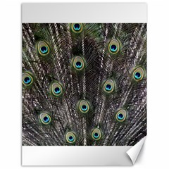 Background Peacock Feathers Canvas 18  X 24  by Wegoenart