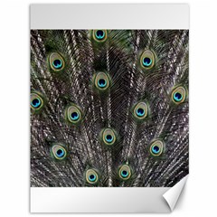 Background Peacock Feathers Canvas 36  X 48  by Wegoenart