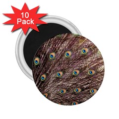 Peacock Feathers Wheel Plumage 2 25  Magnets (10 Pack)  by Wegoenart