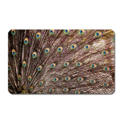 Peacock Feathers Wheel Plumage Magnet (rectangular) by Wegoenart