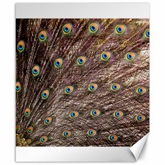 Peacock Feathers Wheel Plumage Canvas 8  X 10  by Wegoenart