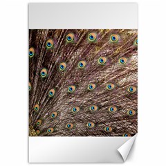 Peacock Feathers Wheel Plumage Canvas 12  X 18  by Wegoenart