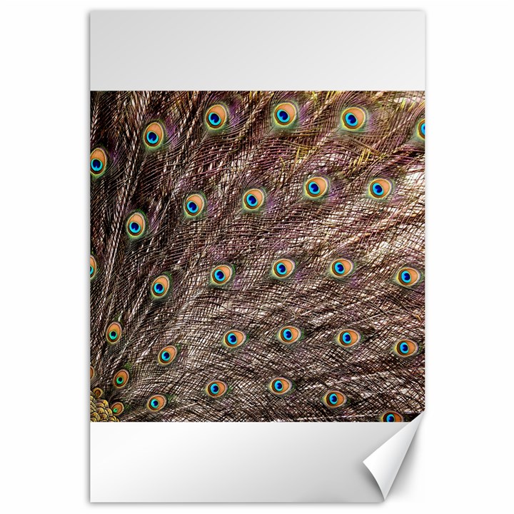 Peacock Feathers Wheel Plumage Canvas 12  x 18 