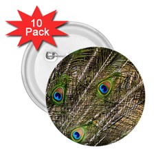 Peacock Feathers Color Plumag 2 25  Buttons (10 Pack)  by Wegoenart