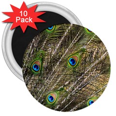 Peacock Feathers Color Plumag 3  Magnets (10 Pack)  by Wegoenart