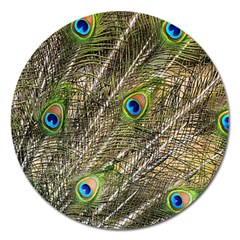 Peacock Feathers Color Plumag Magnet 5  (round) by Wegoenart