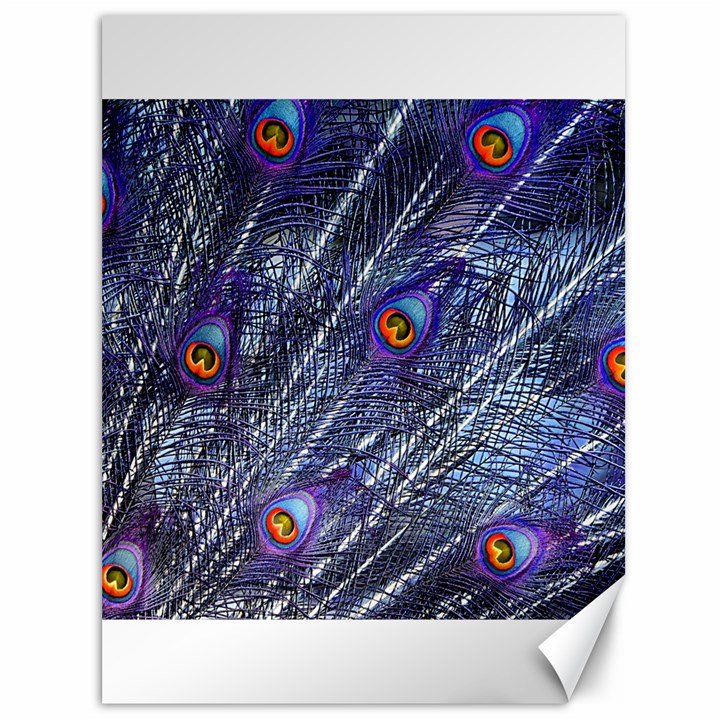 Peacock Feathers Color Plumage Canvas 36  x 48 