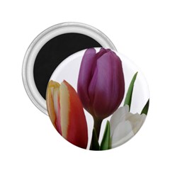 Tulips Bouquet 2 25  Magnets by picsaspassion