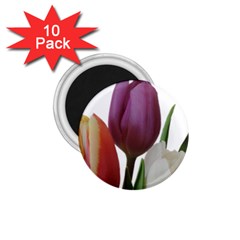 Tulips Bouquet 1 75  Magnets (10 Pack)  by picsaspassion