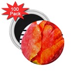 Red tulip and black stripes 2.25  Magnets (100 pack)  Front