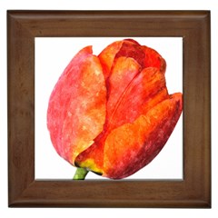 Red Tulip, Watercolor Art Framed Tiles by picsaspassion