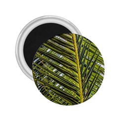 Palm Fronds Palm Palm Leaf Plant 2 25  Magnets by Wegoenart