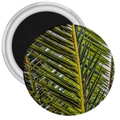 Palm Fronds Palm Palm Leaf Plant 3  Magnets by Wegoenart