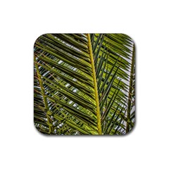 Palm Fronds Palm Palm Leaf Plant Rubber Coaster (square)  by Wegoenart