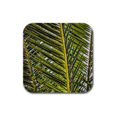 Palm Fronds Palm Palm Leaf Plant Rubber Square Coaster (4 Pack)  by Wegoenart