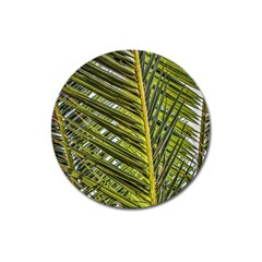 Palm Fronds Palm Palm Leaf Plant Magnet 3  (round) by Wegoenart