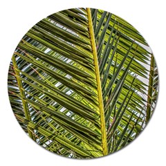 Palm Fronds Palm Palm Leaf Plant Magnet 5  (round) by Wegoenart