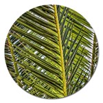 Palm Fronds Palm Palm Leaf Plant Magnet 5  (Round) Front