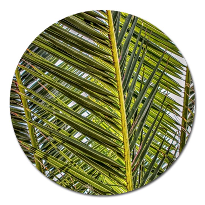 Palm Fronds Palm Palm Leaf Plant Magnet 5  (Round)