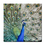 Peacock Bird Colorful Plumage Tile Coasters Front