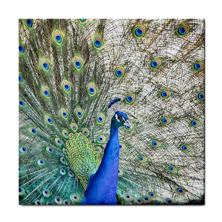 Peacock Bird Colorful Plumage Tile Coasters