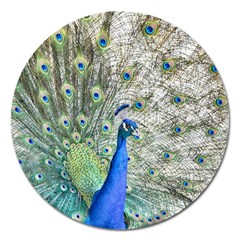 Peacock Bird Colorful Plumage Magnet 5  (round) by Wegoenart