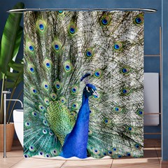 Peacock Bird Colorful Plumage Shower Curtain 60  X 72  (medium)  by Wegoenart