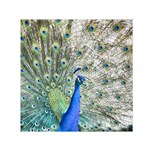 Peacock Bird Colorful Plumage Small Satin Scarf (Square) Front