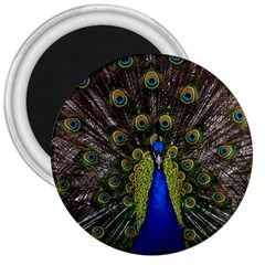 Peacock Bird Plumage Display Full 3  Magnets by Wegoenart