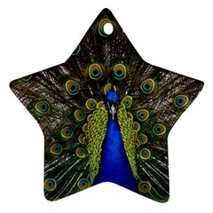 Peacock Bird Plumage Display Full Ornament (star)