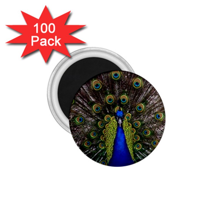 Peacock Bird Plumage Display Full 1.75  Magnets (100 pack) 