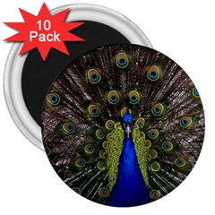 Peacock Bird Plumage Display Full 3  Magnets (10 Pack)  by Wegoenart