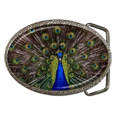 Peacock Bird Plumage Display Full Belt Buckles by Wegoenart