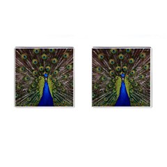 Peacock Bird Plumage Display Full Cufflinks (square) by Wegoenart