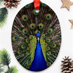 Peacock Bird Plumage Display Full Oval Ornament (two Sides) by Wegoenart