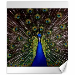 Peacock Bird Plumage Display Full Canvas 8  X 10  by Wegoenart