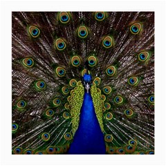 Peacock Bird Plumage Display Full Medium Glasses Cloth by Wegoenart