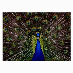 Peacock Bird Plumage Display Full Large Glasses Cloth by Wegoenart